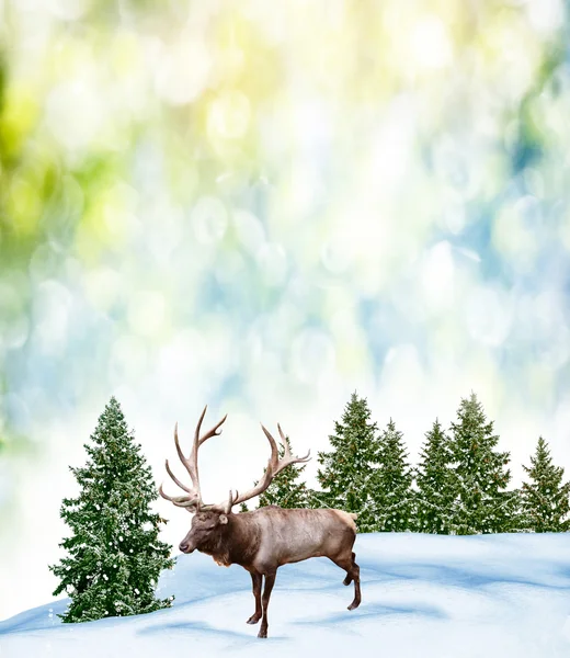 Wald im Frost. Winterlandschaft. Schneebedeckte Bäume. — Stockfoto