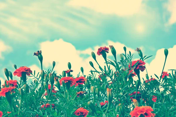 Selectieve Focus Kleurrijke Chrysanten Bloemen Een Achtergrond Van Het Herfstlandschap — Stockfoto