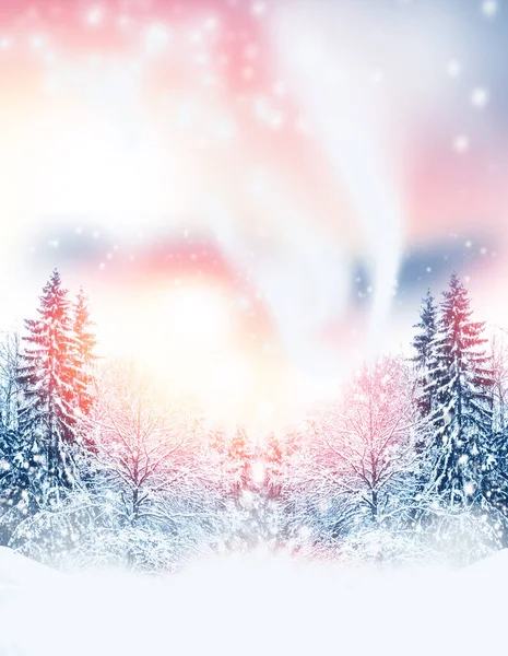 Frozen Winter Forest Snow Covered Trees Outdoor — Stock Photo, Image