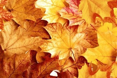 Parlak renkli yaprakları olan sonbahar manzarası. Hint yazı. Yapraklar.