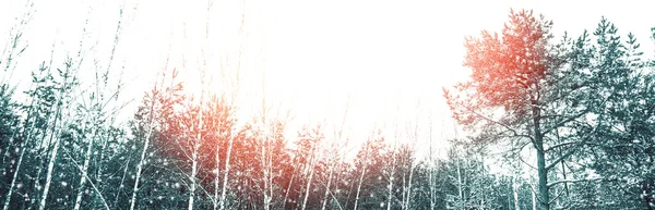 얼어붙은 눈덮인 나무들 — 스톡 사진