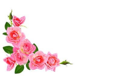 Beyaz arka planda çiçek tomurcuğu gülleri. Doğa