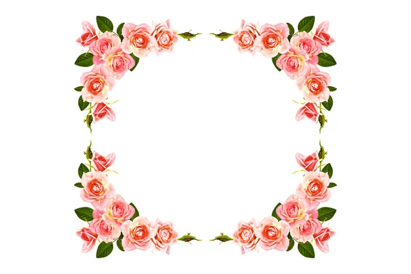 Květinové Poupě Růže Bílém Pozadí Příroda — Stock fotografie