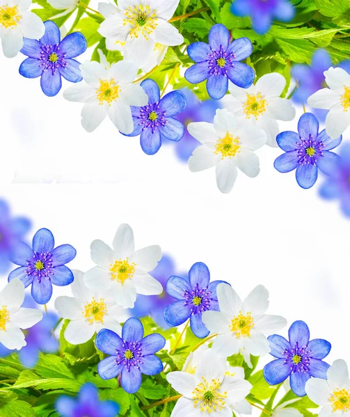 Våren Blommor Snödroppe Isolerad Vit Bakgrund — Stockfoto