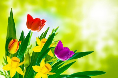 Bahar çiçeklerinin doğal çiçek arkaplanı. Lale, nergis