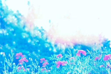 Seçici odaklanma. Sonbahar manzarasının arka planında renkli kasımpatı çiçekleri. Çayır çiçek açıyor.