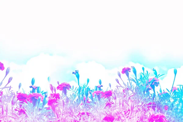 Вибірковий Фокус Барвисті Квіти Хризантем Тлі Осіннього Пейзажу Квітучий Луг — стокове фото
