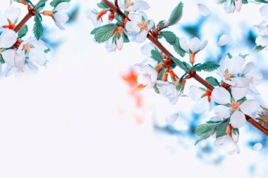 Çiçek açan kiraz dalı. Parlak renkli bahar çiçekleri. Güzel doğa sahnesi