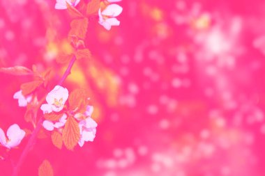 Çiçek açan kiraz dalı. Parlak renkli bahar çiçekleri. Güzel doğa sahnesi