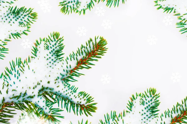 雪地里的圣诞树被白色的背景隔开了 — 图库照片