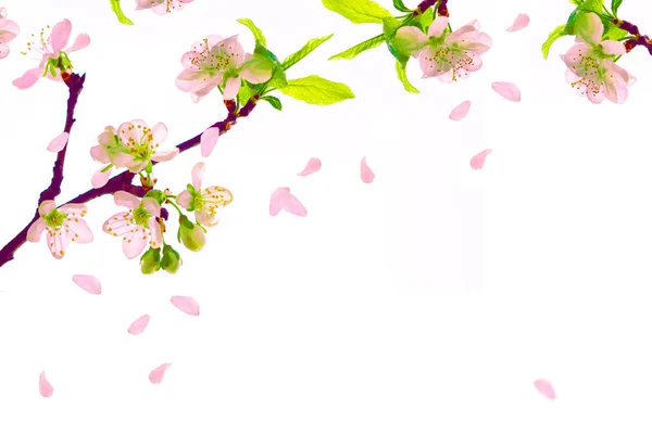 Flowering Branch Cherry Isolated White Background Nature — Stock Photo, Image