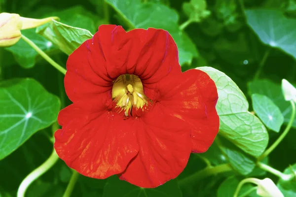 Ljusa Nasturtium Blommor Med Gröna Färgglada Blad — Stockfoto