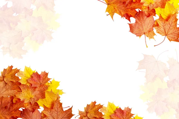 白い背景に鮮やかな紅葉 秋のコンセプト — ストック写真