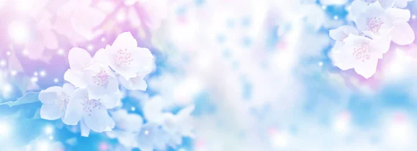 Bílý Jasmín Větev Jemné Jarní Květiny — Stock fotografie