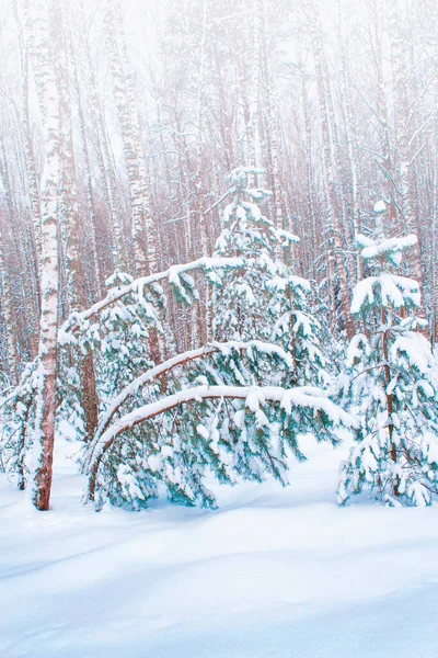 雪に覆われた木々が凍る冬の森 — ストック写真