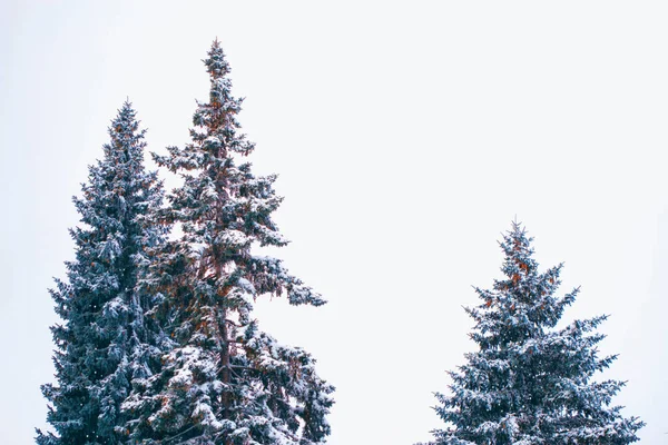 Pădure Iarnă Înghețată Copaci Acoperiți Zăpadă Aer Liber — Fotografie, imagine de stoc