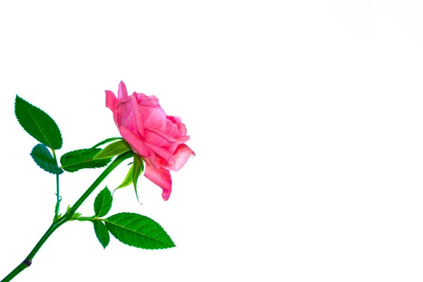 Λουλούδι Μπουμπούκι Τριαντάφυλλα Λευκό Φόντο Φύση — Φωτογραφία Αρχείου