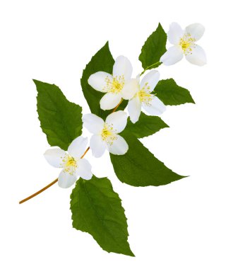 Yasemin çiçeklerinin beyaz arka planda izole edilmiş dalları. Güzel çiçekli bitki.