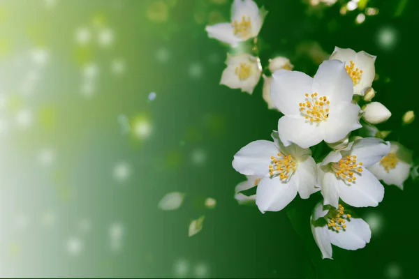 Jasmim Branco Flores Primavera Delicadas Ramo Natureza — Fotografia de Stock