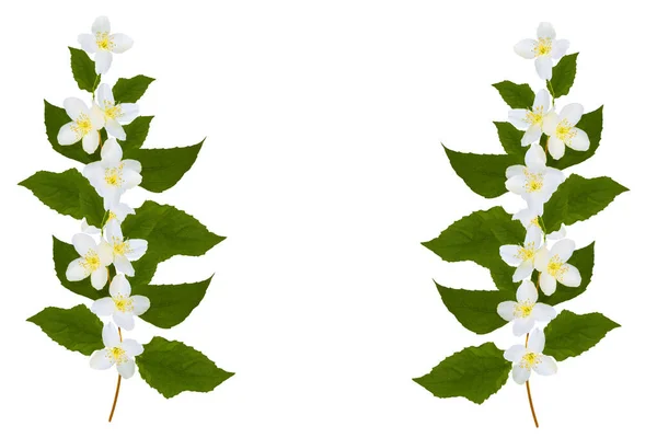 Κλαδί Από Άνθη Γιασεμιού Απομονωμένο Λευκό Φόντο Όμορφο Ανθοφόρο Φυτό — Φωτογραφία Αρχείου