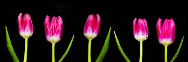 Flores Primavera Tulipanes Aislados Sobre Fondo Negro Colección Flores Conjunto — Foto de Stock