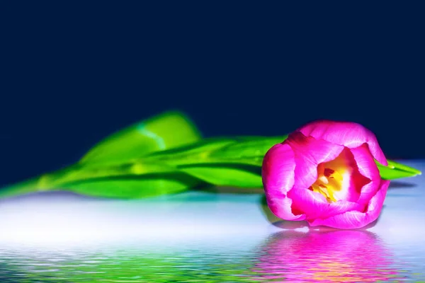 Flor Tulipán Primavera Colores Brillantes Naturaleza — Foto de Stock