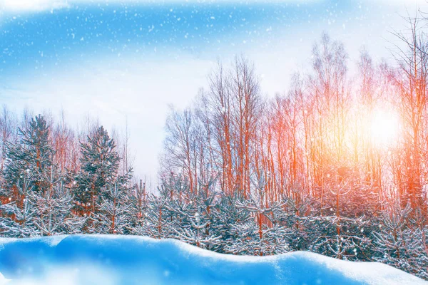 Bosque Invierno Congelado Con Árboles Cubiertos Nieve Exterior — Foto de Stock
