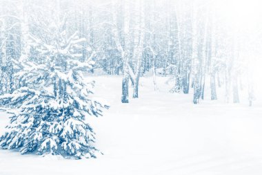 Karla kaplı ağaçlarla donmuş kış ormanı. Açık hava