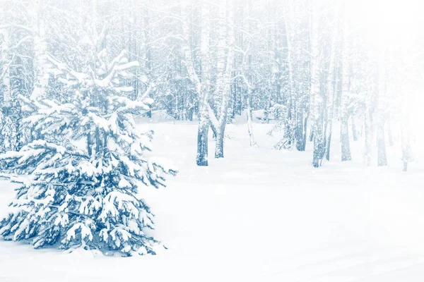 Karla kaplı ağaçlarla donmuş kış ormanı. Açık hava