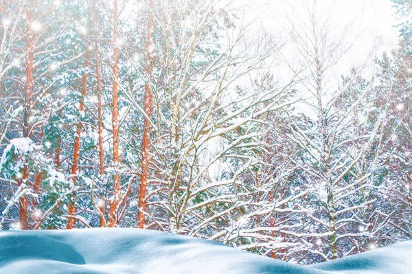 Fundo Desfocado Floresta Inverno Congelada Com Árvores Cobertas Neve Exterior — Fotografia de Stock