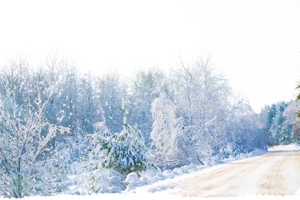 Frozen Winter Forest Snow Covered Trees Outdoor — Stock Photo, Image