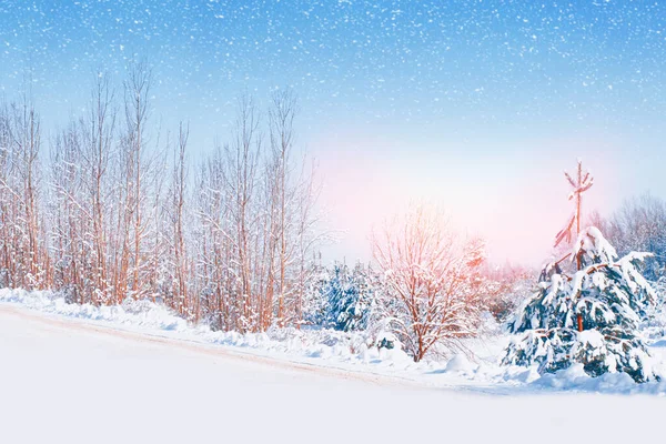 Frozen Winter Forest Snow Covered Trees Outdoor — Stock Photo, Image