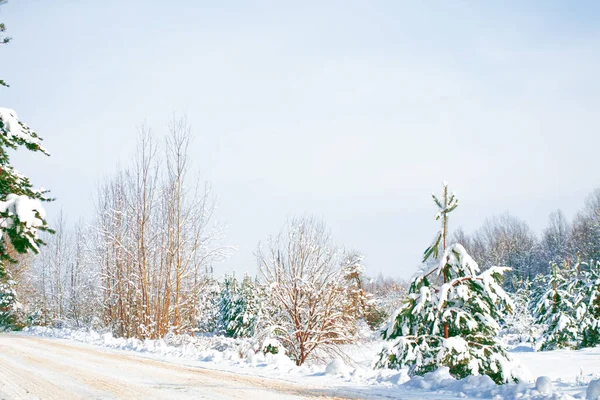 Fryst Vinterskog Med Snötäckta Träd Utomhus — Stockfoto