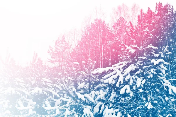 Karla Kaplı Ağaçlarla Donmuş Kış Ormanı Açık Hava — Stok fotoğraf