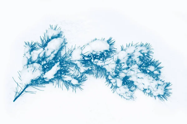 Гілки Снігу Покривали Ялинку Білому Тлі Зима — стокове фото