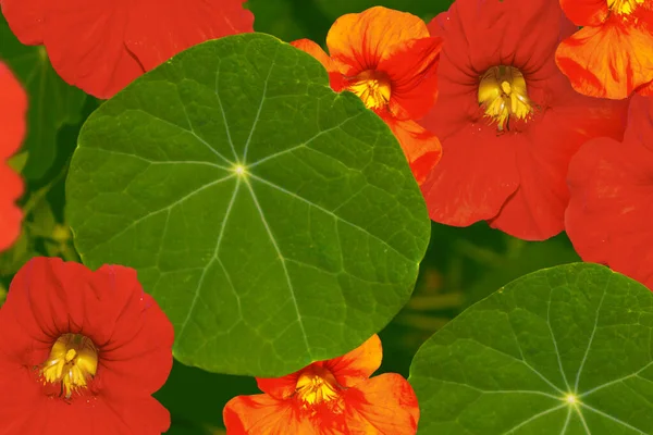 Heldere Nasturtium Bloemen Met Groene Kleurrijke Bladeren — Stockfoto