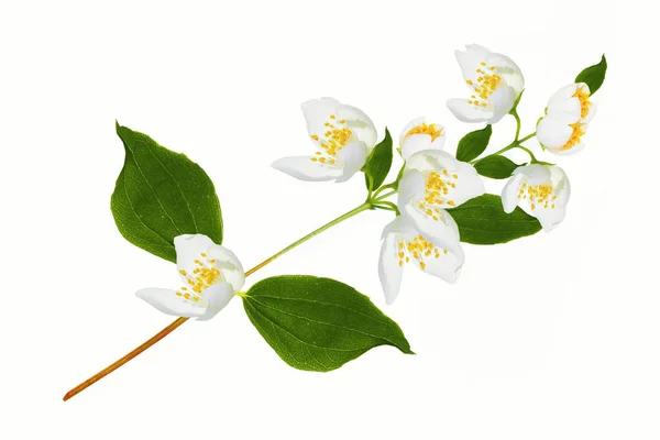 Gren Jasmin Blommor Isolerad Vit Bakgrund Vacker Blommande Växt — Stockfoto