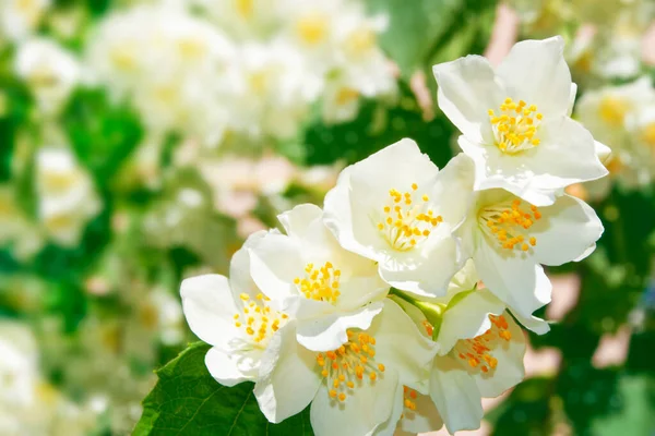 Λευκό Γιασεμί Κλαδί Λεπτά Ανοιξιάτικα Λουλούδια Φύση — Φωτογραφία Αρχείου
