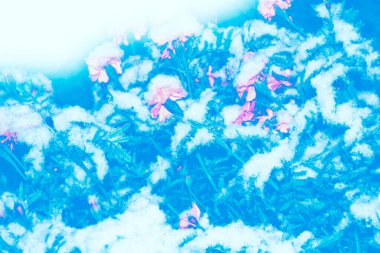 Karda kadife çiçeği, kış bahçesinde don. Doğal arkaplan