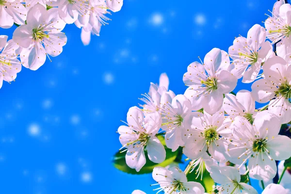 Kvetoucí Třešeň Větvi Jasné Barevné Jarní Květy — Stock fotografie