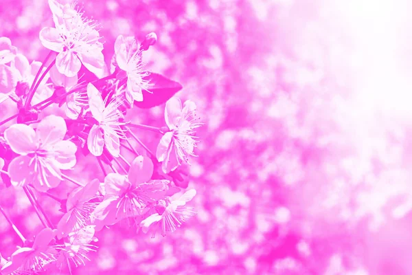 光芒四射的樱桃树色彩艳丽的春花 春天的时候 — 图库照片
