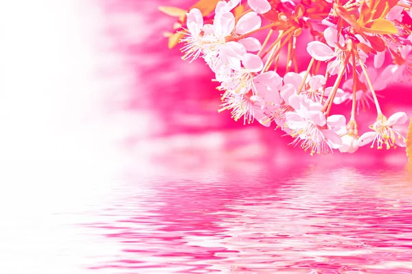 Kwitnąca Gałąź Wiśni Jasne Kolorowe Wiosenne Kwiaty Wiosna — Zdjęcie stockowe