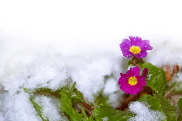 Jasne Kolorowe Kwiaty Śniegu Przyroda — Zdjęcie stockowe