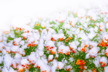 Karda kadife çiçeği, kış bahçesinde don. Doğal arkaplan