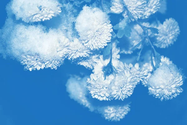 Beautiful Chrysanthemums Snow Frost Winter Garden Natural Background — Stock Photo, Image