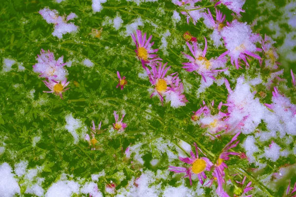 冬の庭の雪と霜のピンクの菊 自然背景 — ストック写真