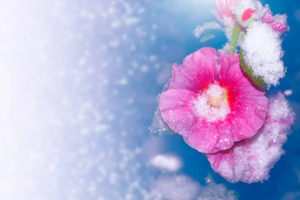 Rosa Malva Snö Och Frost Vinterträdgården Naturlig Bakgrund — Stockfoto