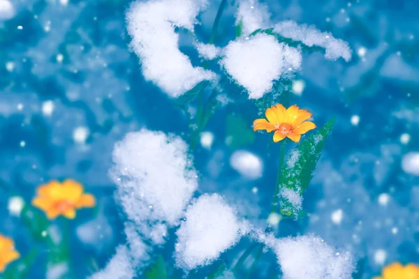 Окунуться Снег Окунуться Зимний Сад Естественный Фон — стоковое фото