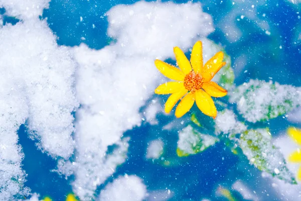 Caléndula Nieve Las Heladas Jardín Invierno Fondo Natural —  Fotos de Stock