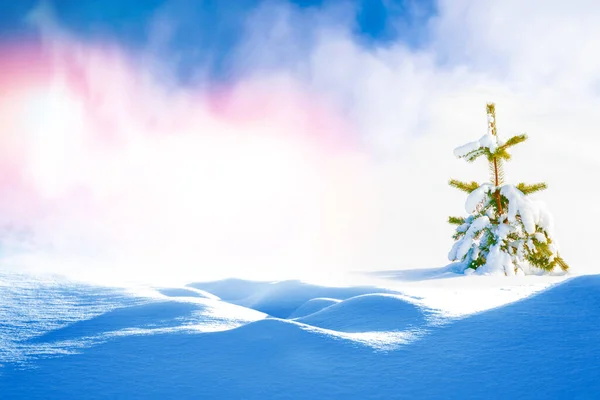 Frozen Winter Forest Snow Covered Trees Outdoor — Stock Photo, Image
